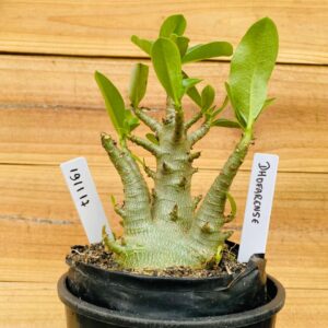 1911 17 Arabicum Dhofarense - F2 12 meses