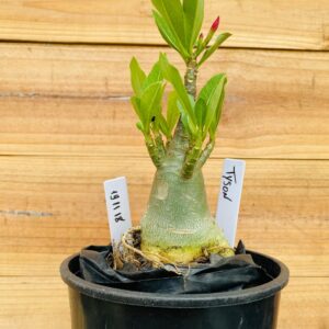 1911 18 Arabicum Tyson - F2 12 meses