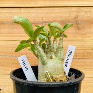 1911 19 Arabicum Dinossaur - F2 12 meses