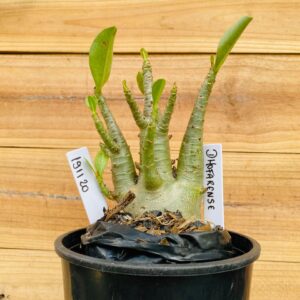 1911 20 Arabicum Dhofarense - F2 12 meses