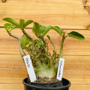 1911 21 Arabicum Espinossauro - F2 18 meses