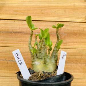 1911 22 Arabicum PBN - F2 12 meses