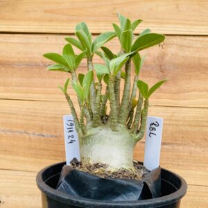 1911 24 Arabicum RBL  - F2 12 meses