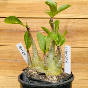 1911 25 Arabicum Mammoth - F2 18 meses