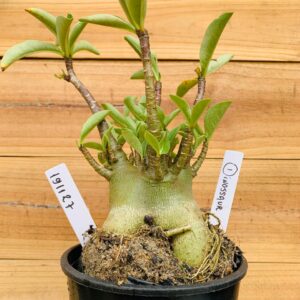 1911 27 Arabicum Dinossaur - F2 18 meses