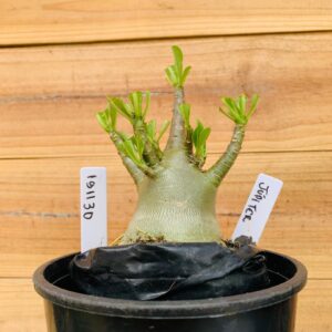 1911 30 Arabicum Jupiter - F2 12 meses