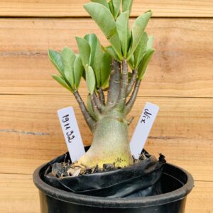 1911 32 Arabicum Nix - F2 12 meses