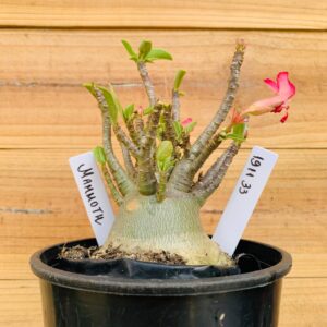 1911 33 Arabicum Mammoth - F2 12 meses