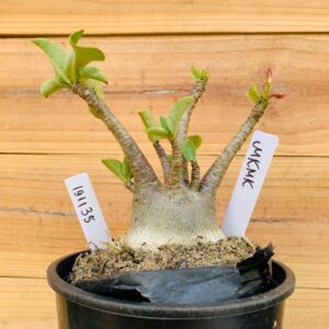 1911 35 Arabicum Mk Mk - F2 12 meses