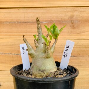 1911 37 Arabicum Urus - F2 12 meses