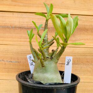 1911 38 Arabicum Pbn - F2 12 meses