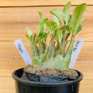 1911 40 Arabicum Tanos - F2 18 meses