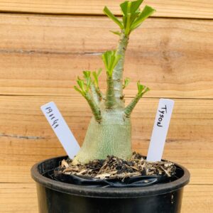 1911 41 Arabicum Tyson - F2 12 meses