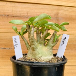 1911 42 Arabicum Tanos - F2 12 meses