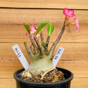 1911 43 Arabicum Godji Dk - F2 12 meses