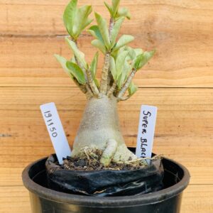 1911 50 Arabicum Super Black - F2 12 meses