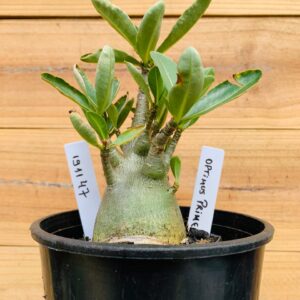 1911 47 Arabicum Optimus Prime - F2 12 meses