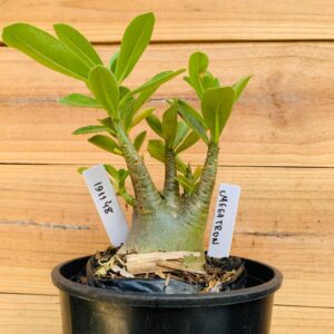 1911 48 Arabicum Megatron - F2 12 meses