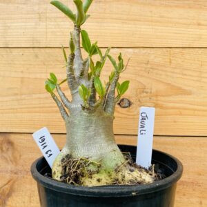 1911 61 Arabicum Javali - F2 12 meses