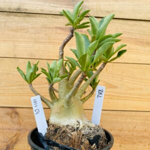 1911 64 Arabicum RBL  - F2 12 meses