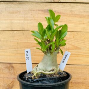 1911 68 Arabicum Ironhide - F2 12 meses