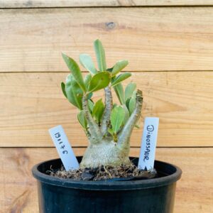 1911 76 Arabicum Dinossaur - F2 12 meses