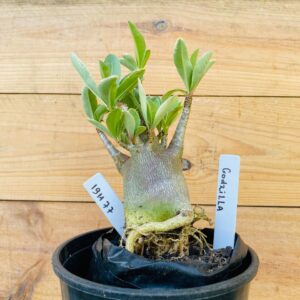 1911 77 Arabicum Godzilla - F2 12 meses