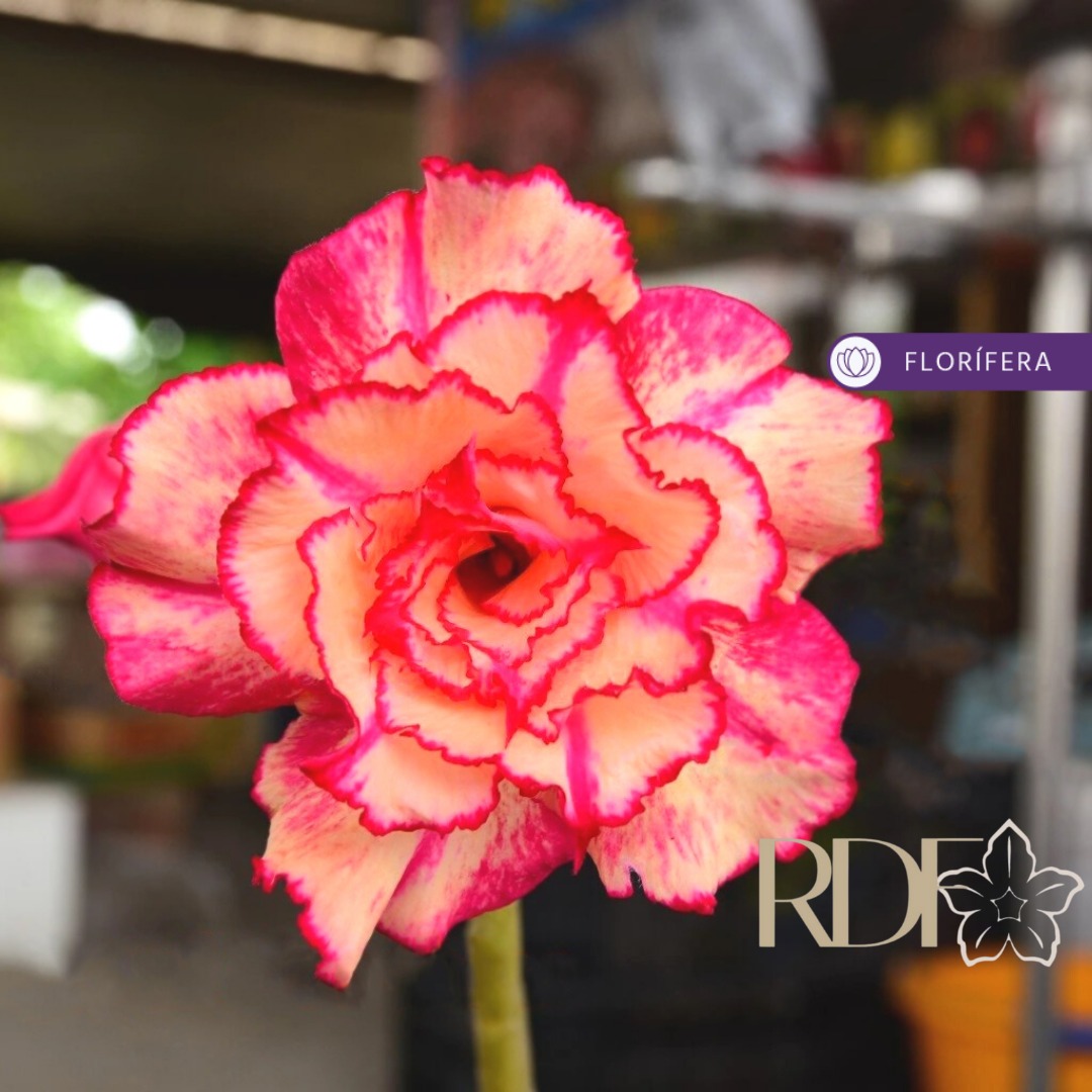 Baby - Rosa do Deserto Royal Sunshine