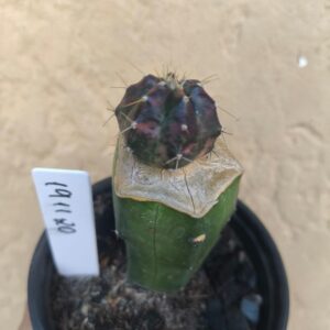 1911 20 Cacto Echinocereus knippelianus variegata