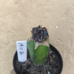 1911 21 Cacto Echinocereus knippelianus variegata