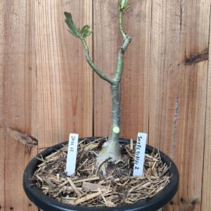 2011 11 Big Caudex Incredibles 2 ( jarro 13L)