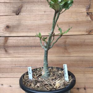 2011 09 Big Caudex Incredibles 2   (jarro 13L)