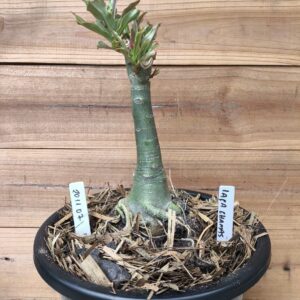 2011 07 Big Caudex Lança Chamas ( jarro 13L)