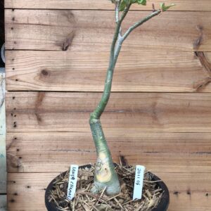 2011 06 Big Caudex Lança Chamas ( jarro 13L)