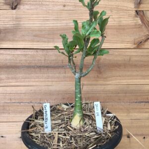 2011 04 Big Caudex Caudex Incredibles 2  ( jarro 13L)