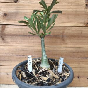 2011 03 Big Caudex Rei Davi 2 ( jarro 13L)