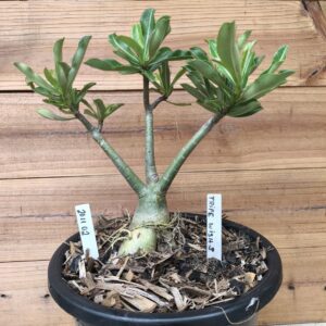 2011 02 Big Caudex Triple Wish 3 ( jarro 13L)