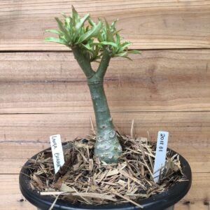 2011 01 Big Caudex Lança Chamas ( jarro 13L)