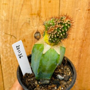 2011 36 Cacto Cereus peruvianus 'Monstruosa Variegata