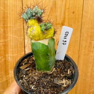 2011 37 Cacto Cereus peruvianus 'Monstruosa Variegata