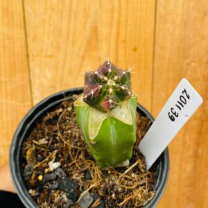 2011 39 Cacto Echinocereus knippelianus variegata