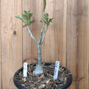 2011 22 Big Caudex Lança Chamas