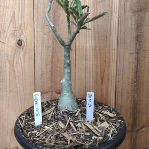 2011 21 Big Caudex Golden Faith