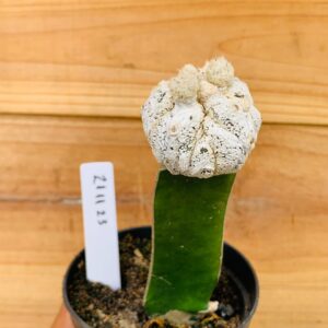 2111 23 Cacto Snowball