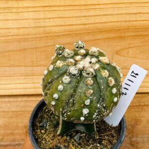 2111 17 Cacto Astrophytum Astérias ooibo