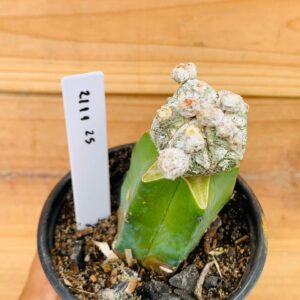 2111 25 Cacto Snowball