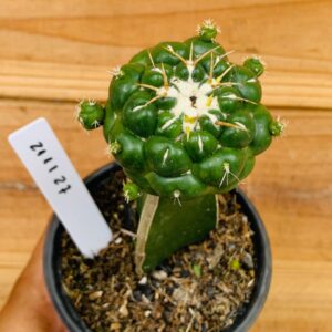 2111 27 Cacto Coryphantha Elephantidens