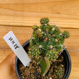 2111 28 Cacto Gymnocalicium Dansii