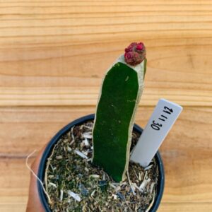 2111 30 Cacto Mammilaria bocasana cv. fred