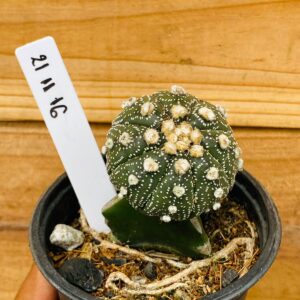2111 16 Cacto Astrophytum Astérias
